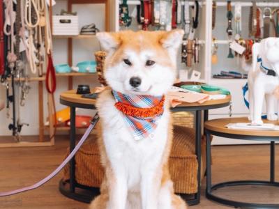 Woof & Woman - Reparatur & Änderung in Waadt